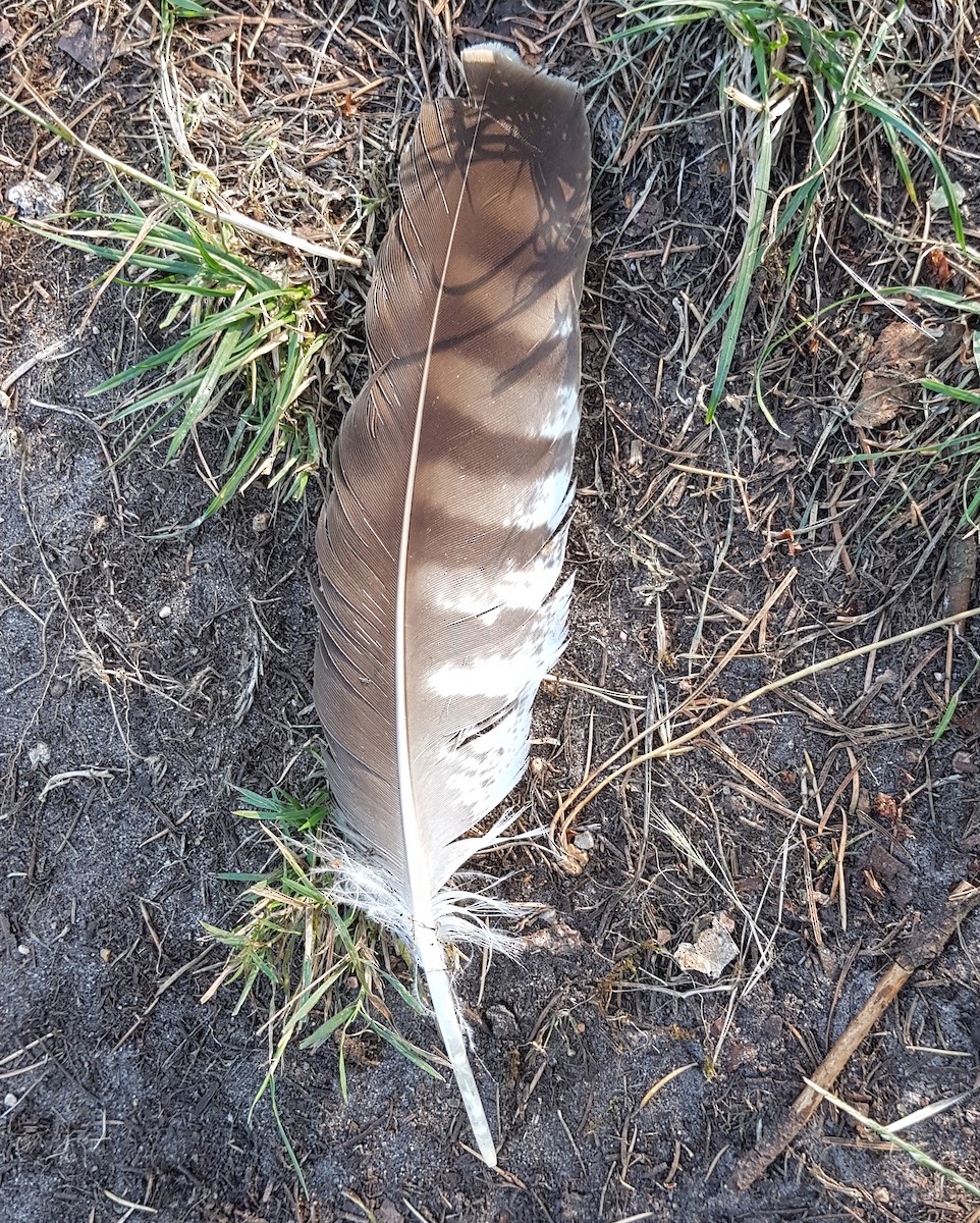 káně lesní (ssp. buteo) - ML255428361