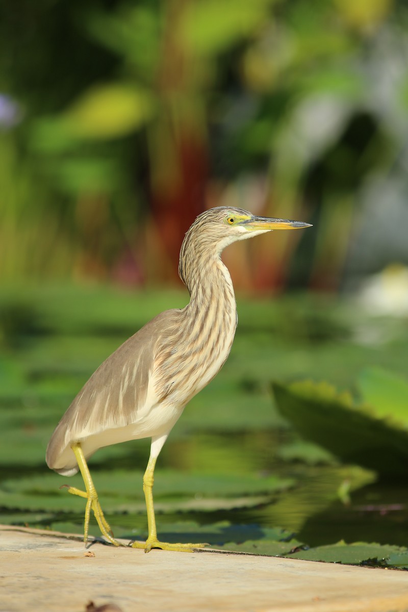 Chinese Pond-Heron - ML255429311