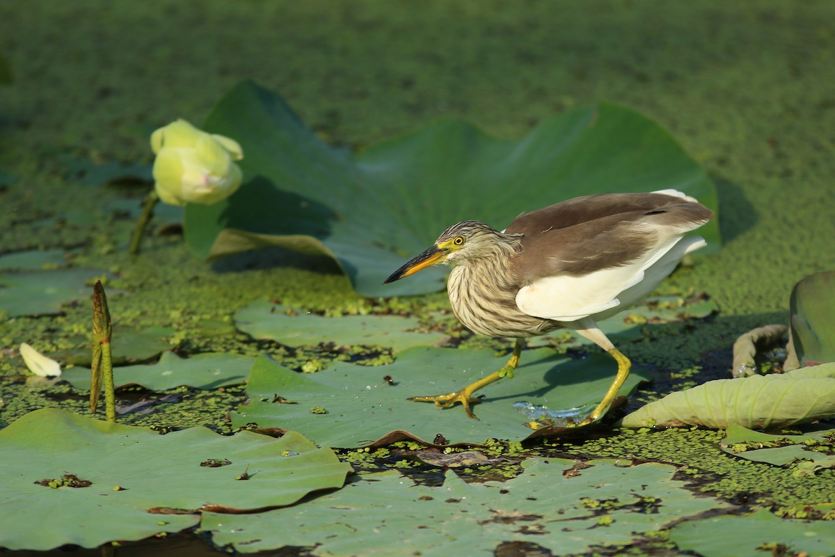 Chinese Pond-Heron - ML255429321