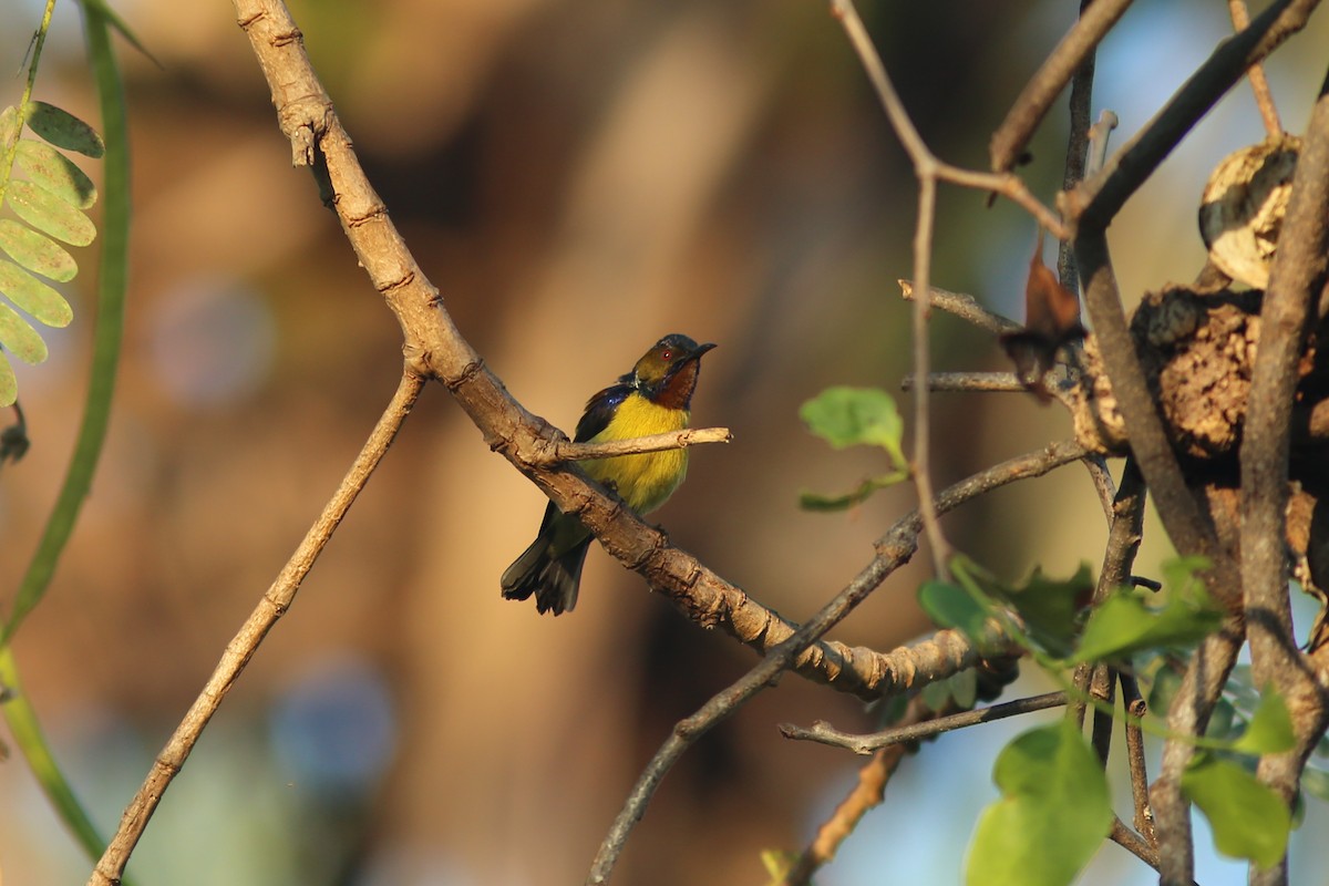 Brown-throated Sunbird - ML255429451