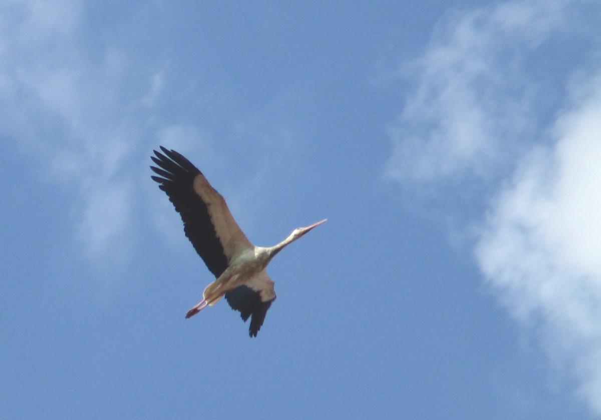 White Stork - ML255429711