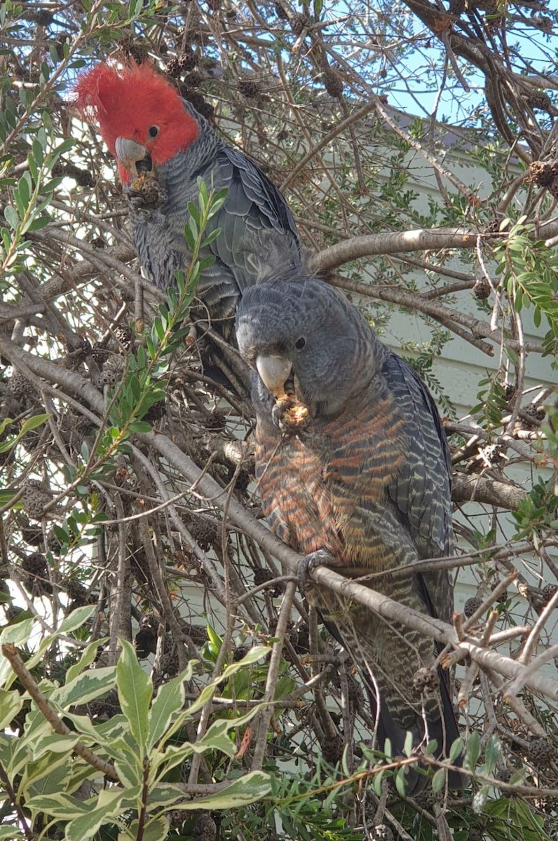 Gang-gang Cockatoo - Alistair and Carmen Drake