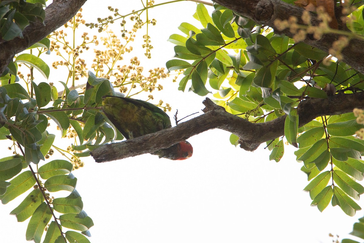 Red-cheeked Parrot - ML255430691