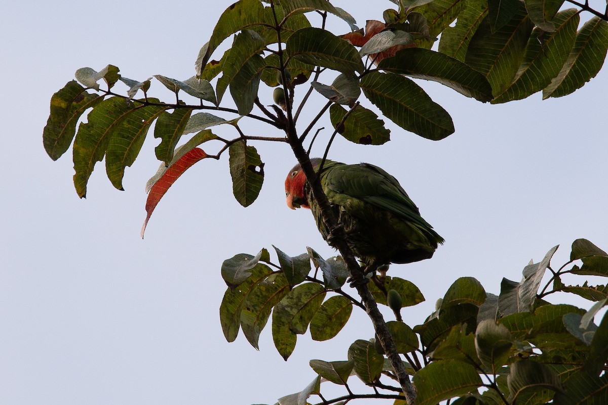 Red-cheeked Parrot - ML255430701