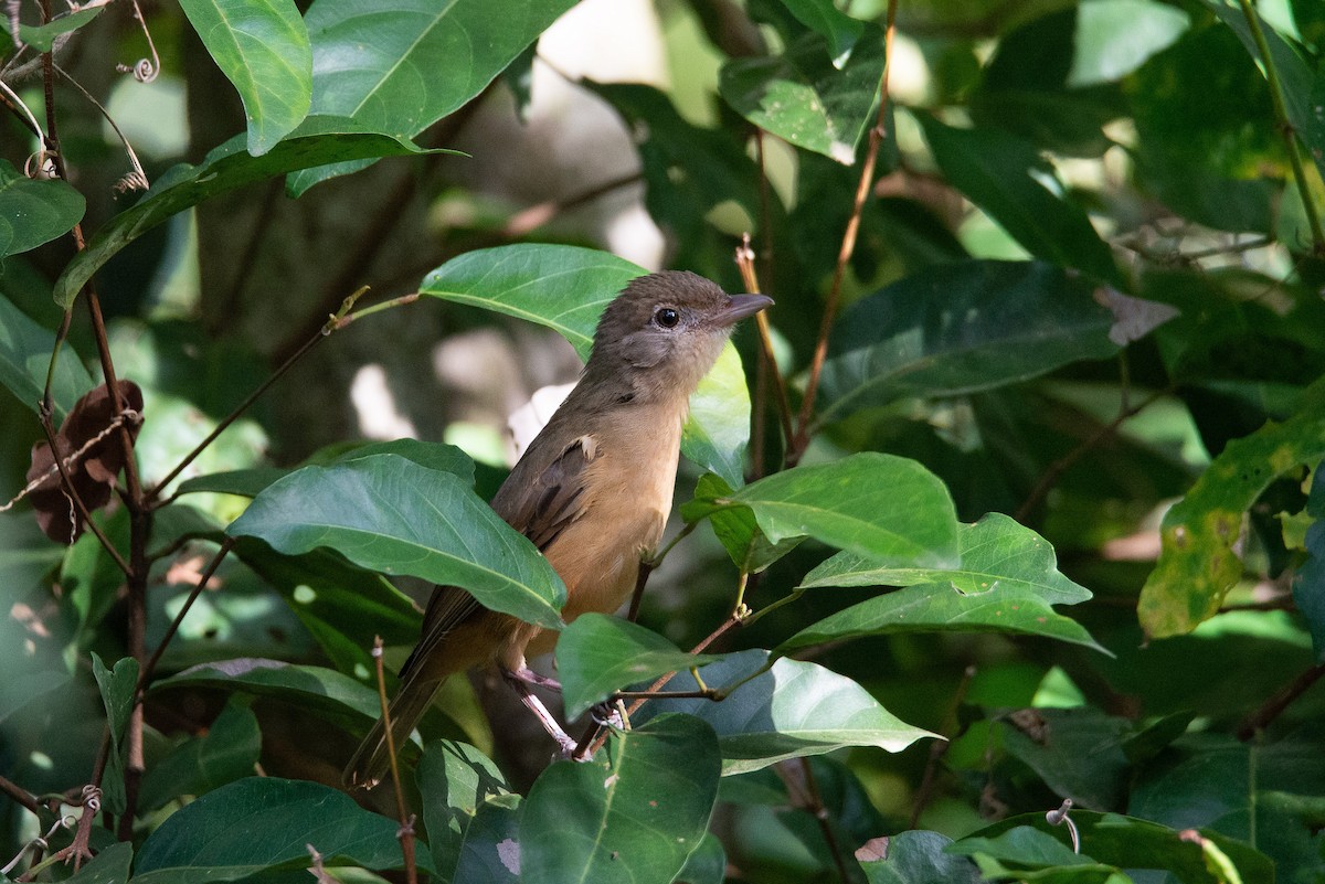 Rufous Shrikethrush - ML255430711