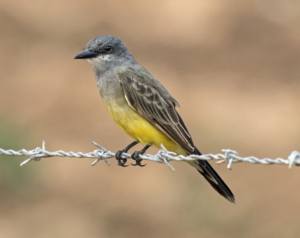 Cassin's Kingbird - ML255432121