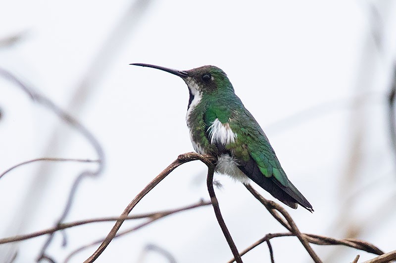 kolibřík tropický - ML255432881