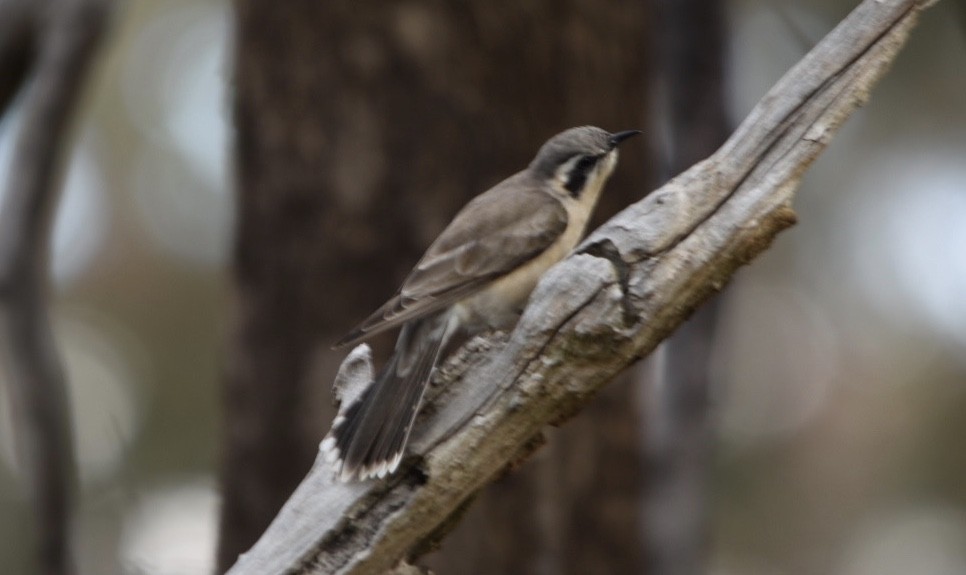 Black-eared Cuckoo - ML255432921