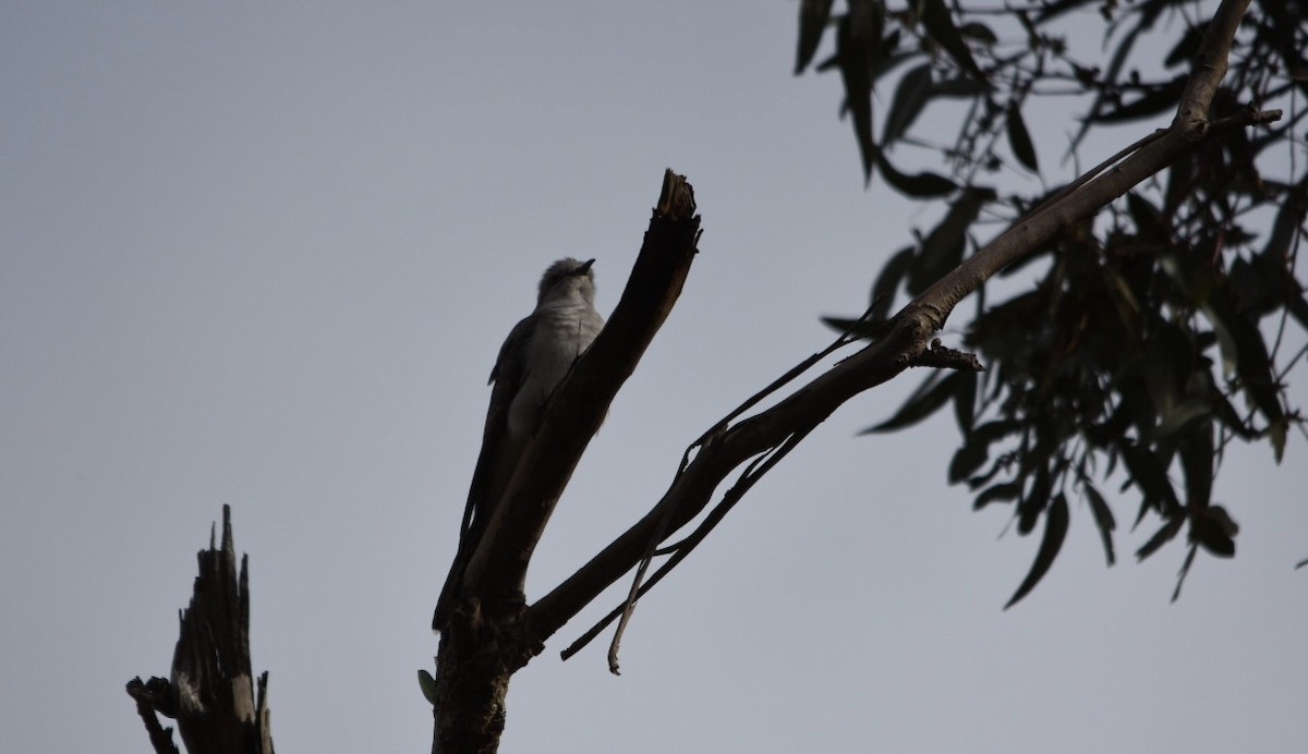 Pallid Cuckoo - ML255432951