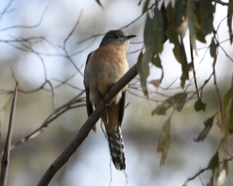 Fan-tailed Cuckoo - ML255432981