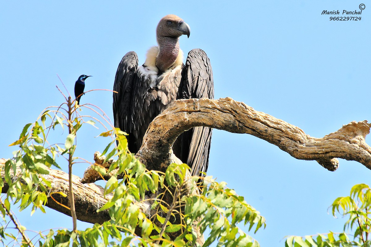 White-rumped Vulture - ML255433171