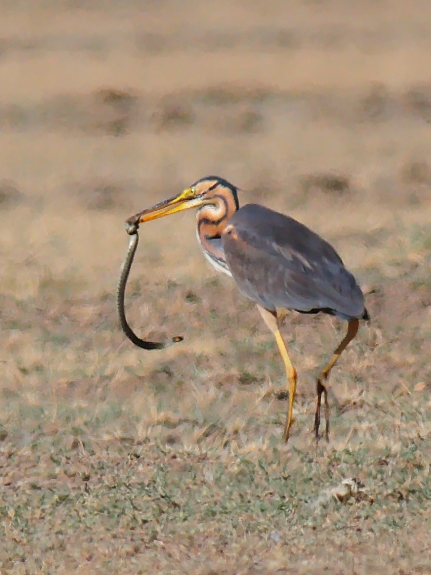 Purple Heron - Özgür GÜL