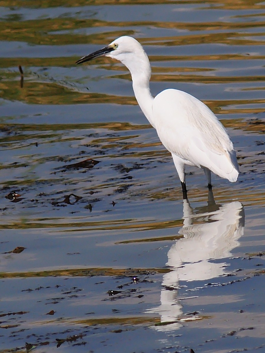 Little Egret - ML255434741