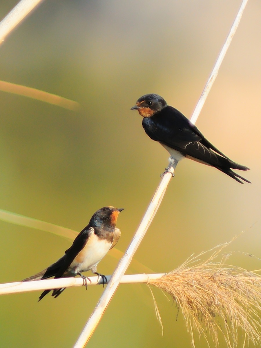 Barn Swallow - Özgür GÜL