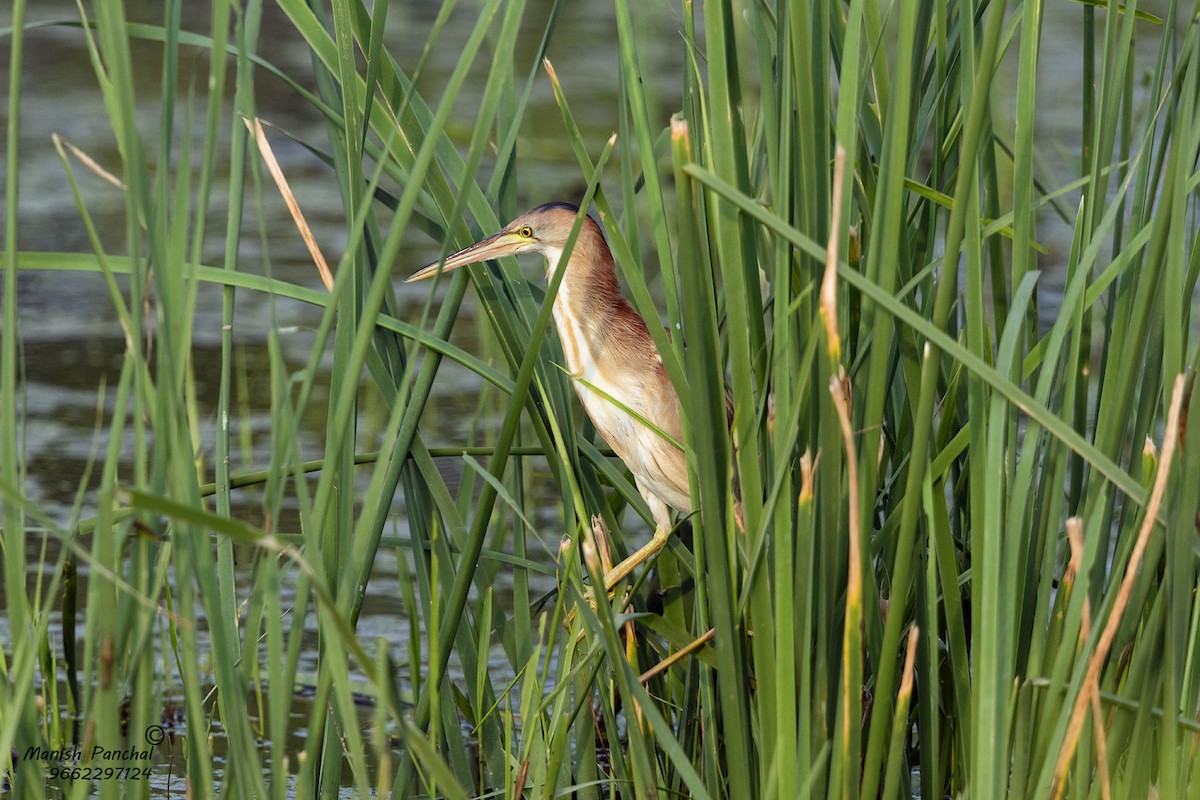 Yellow Bittern - ML255436281