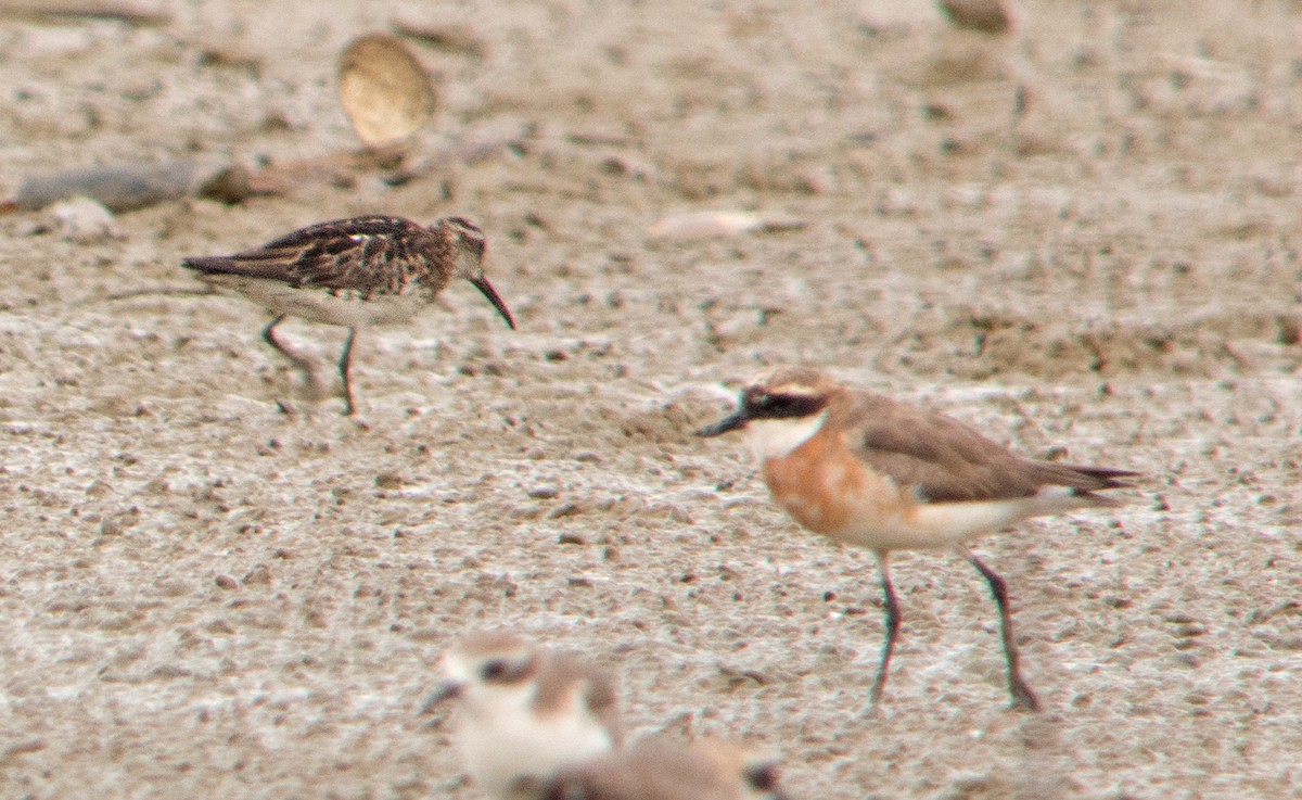 Broad-billed Sandpiper - Dave Bakewell