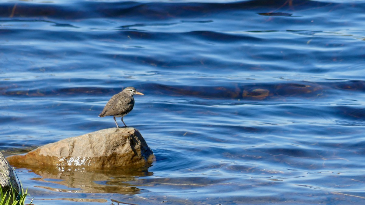 Spotted Sandpiper - ML255437411