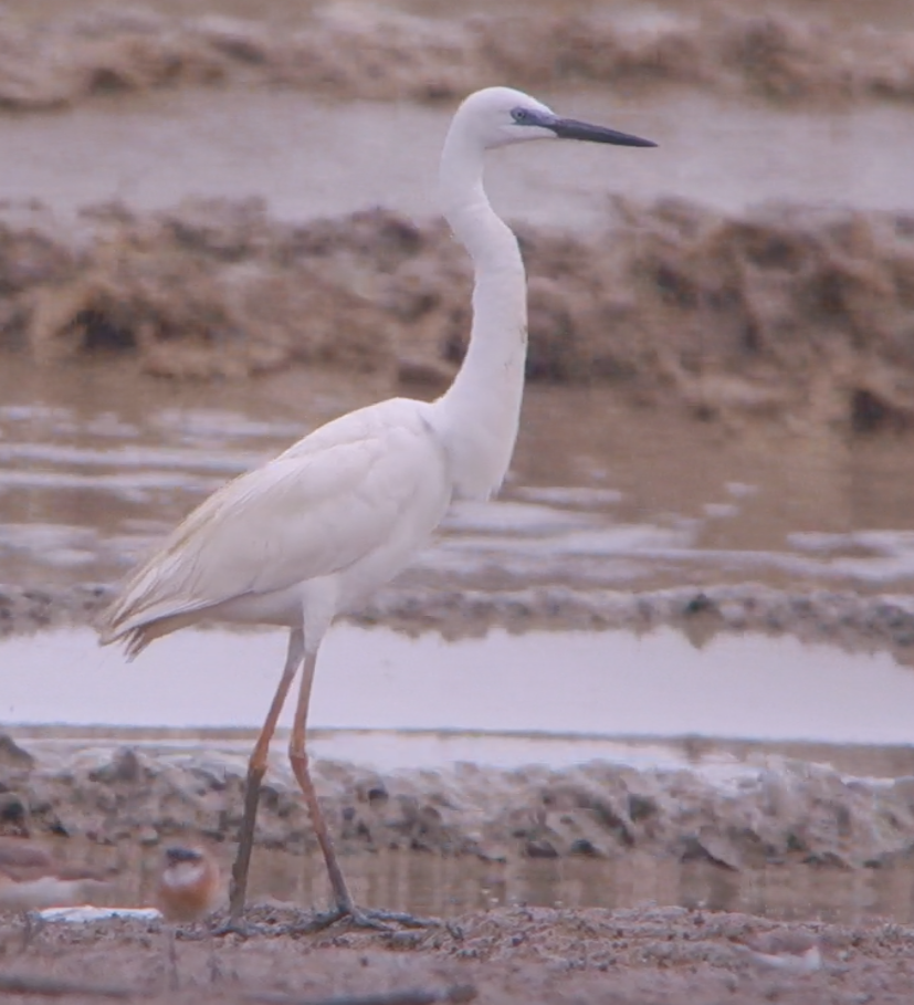 Great Egret - Dave Bakewell