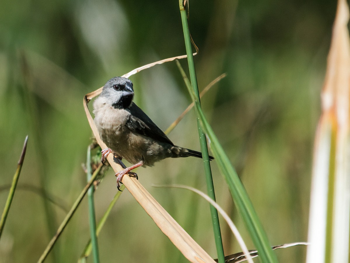 Madagascar Munia - ML255438011