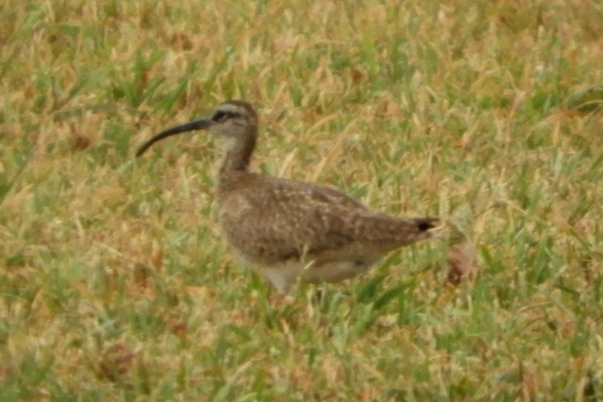 Whimbrel (Hudsonian) - ML255438531