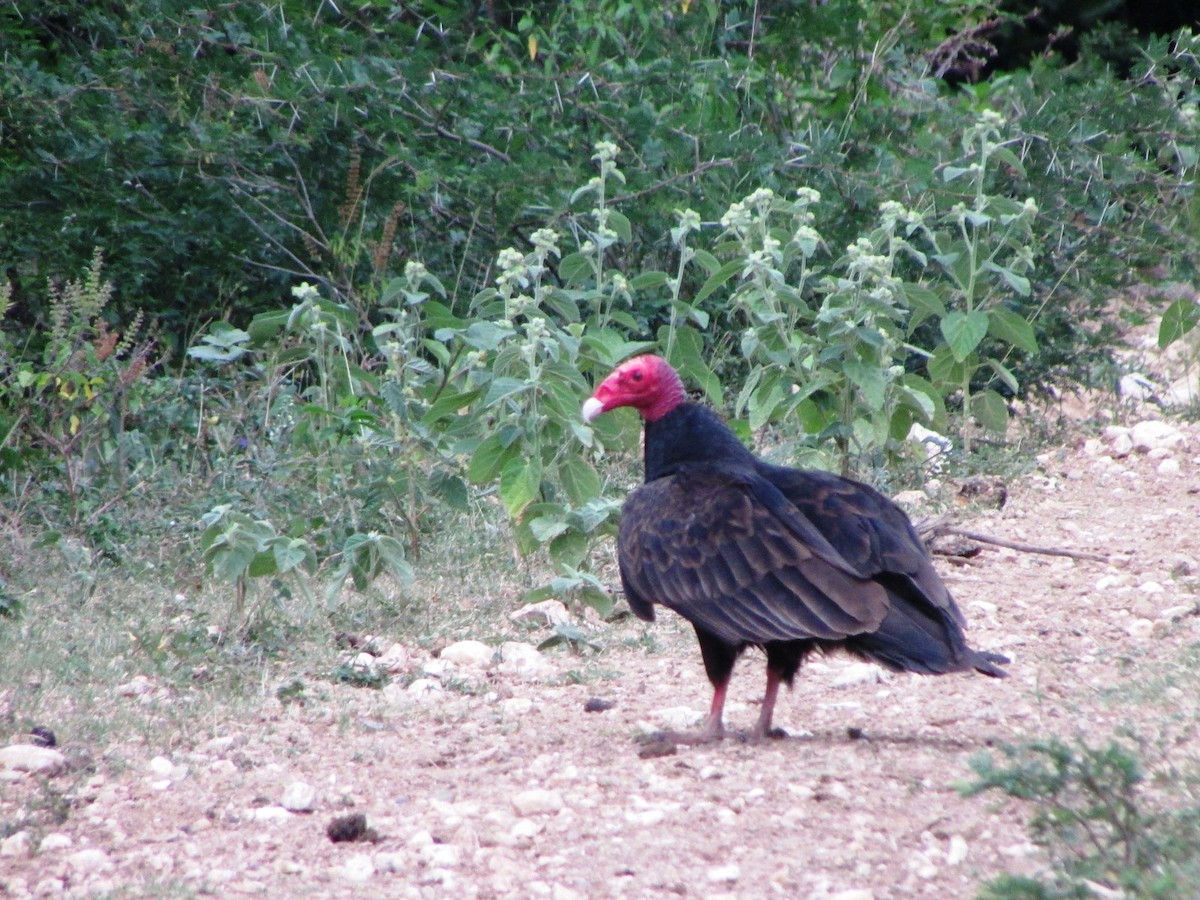 Turkey Vulture (Northern) - ML255438551