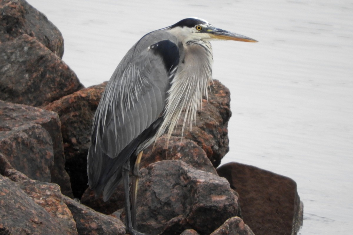 Great Blue Heron - ML255438561