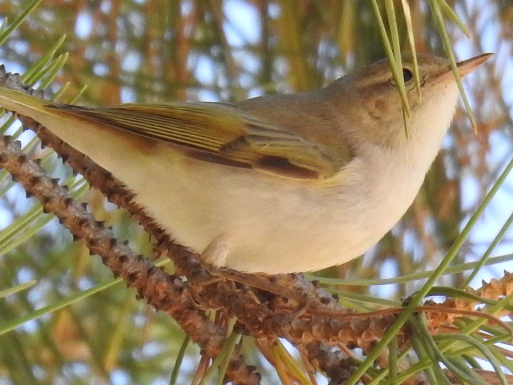 Western Bonelli's Warbler - Francisco Antonio  Prieto Godoy