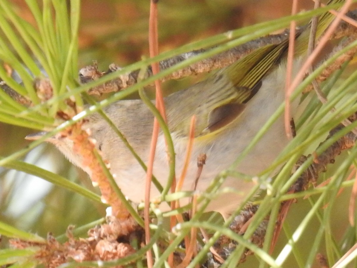 Western Bonelli's Warbler - ML255439231