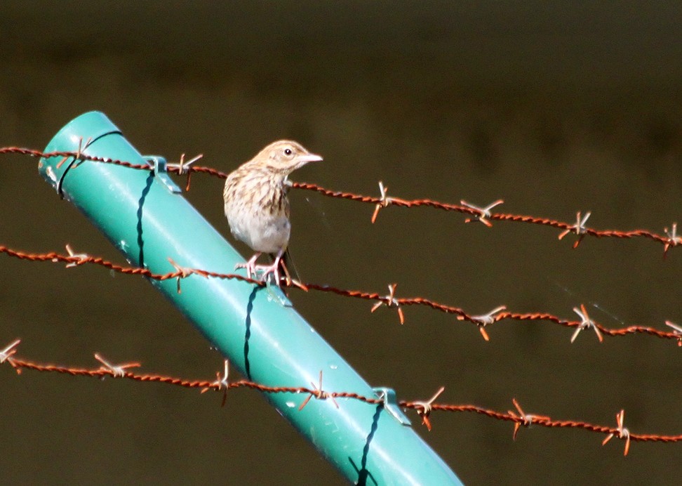 Щеврик лісовий - ML255439311