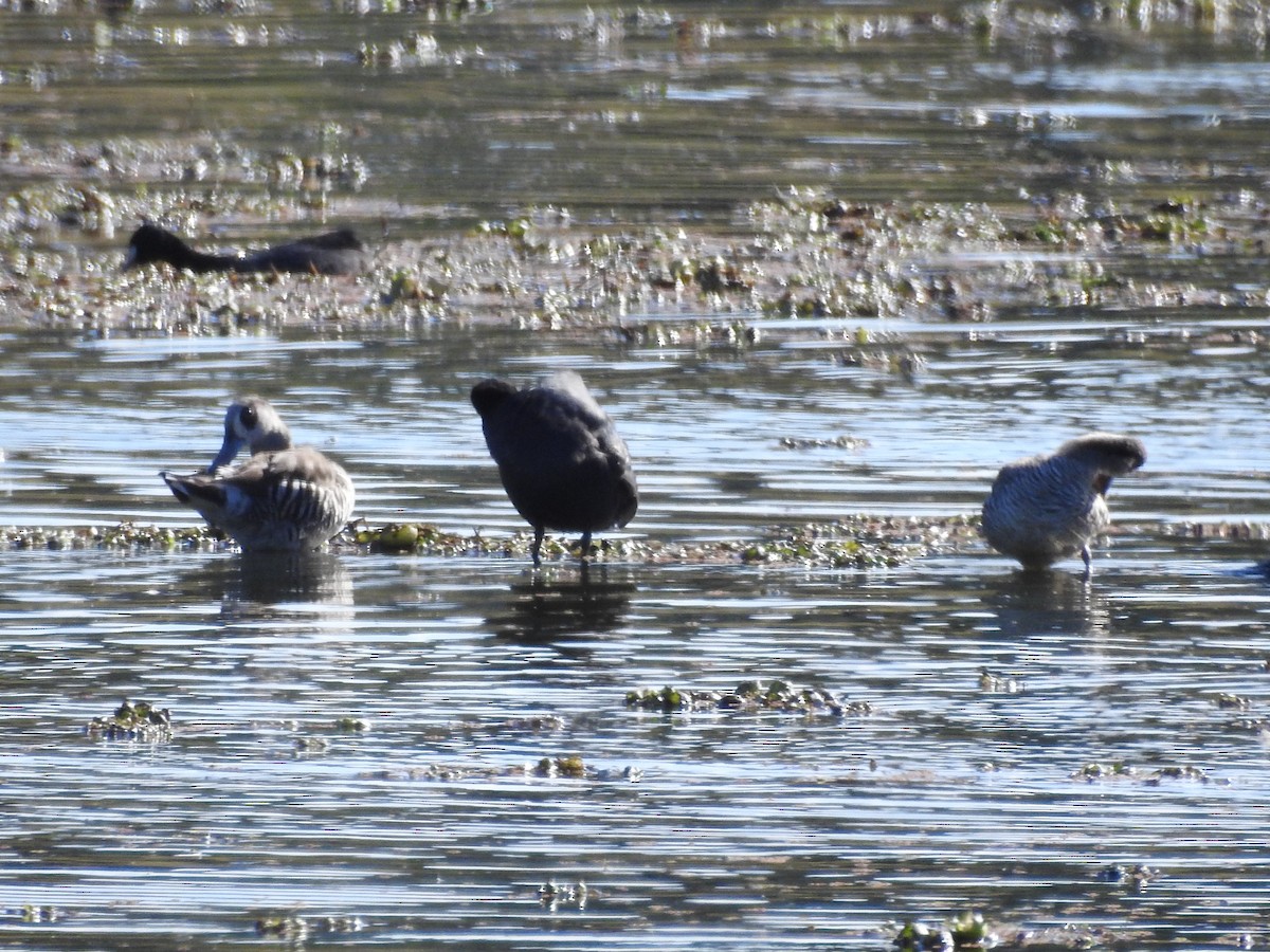 Pink-eared Duck - ML255439651