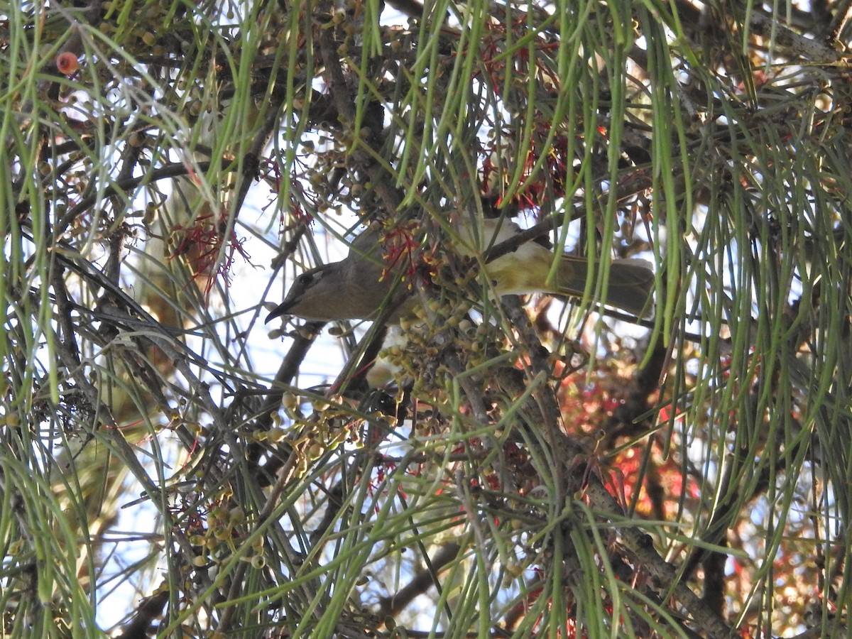 Brown Honeyeater - DS Ridley