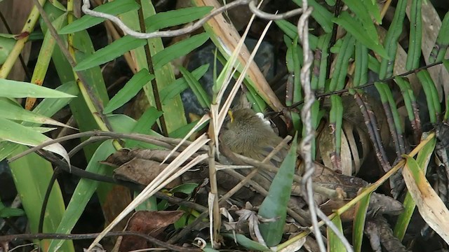 Rufous-capped Babbler - ML255440751