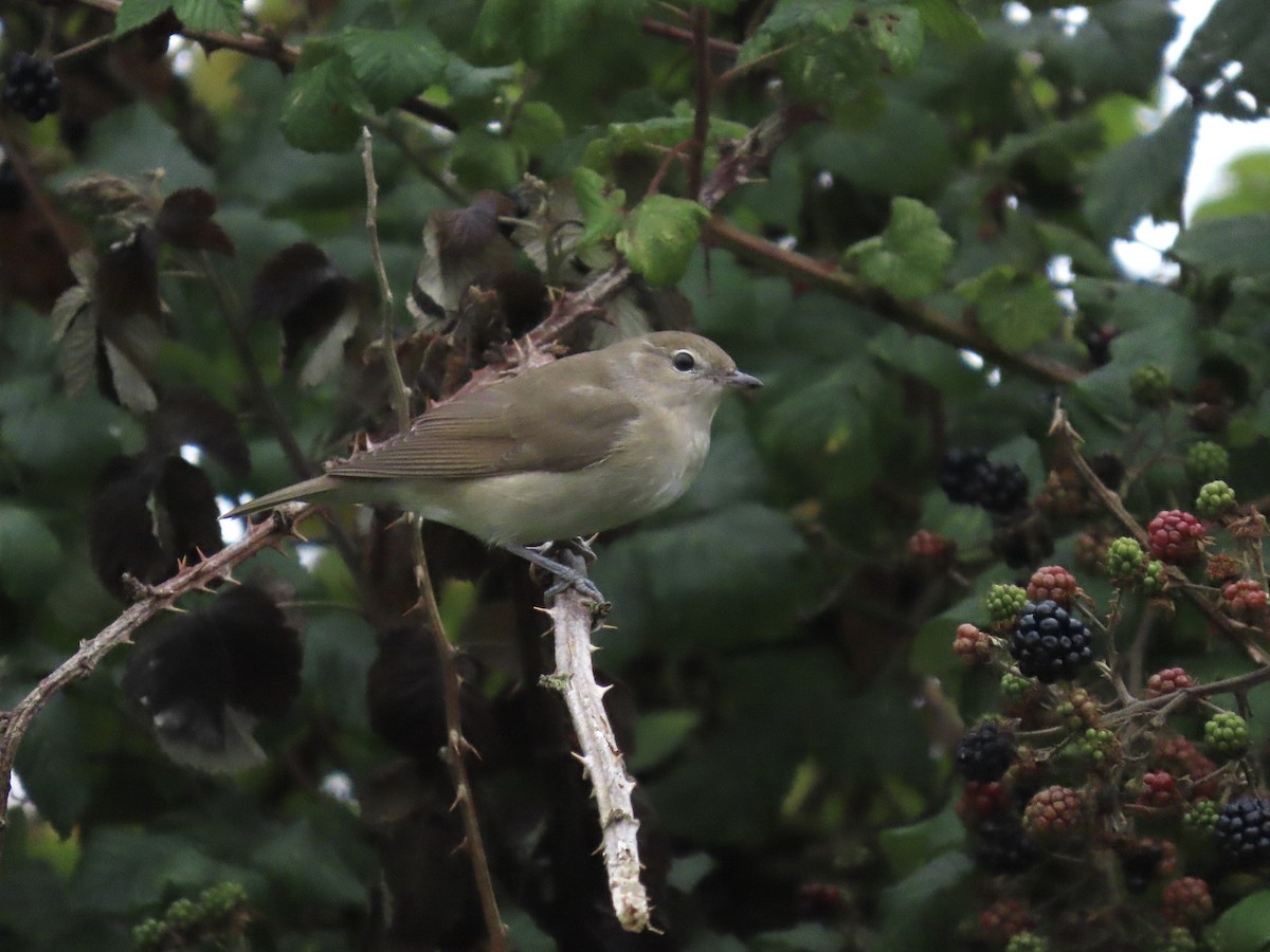 Garden Warbler - David Campbell