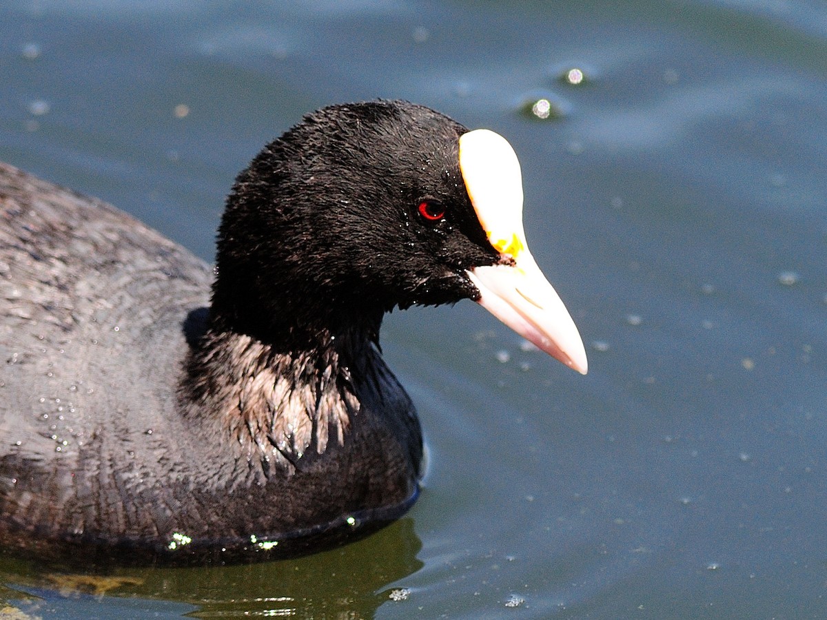 Eurasian Coot - Özgür GÜL