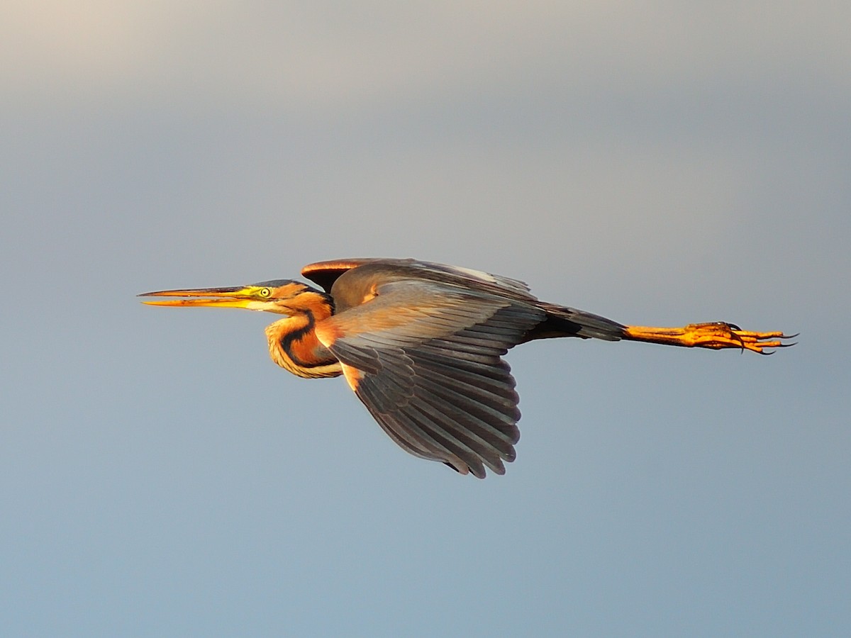 Purple Heron - ML255445381