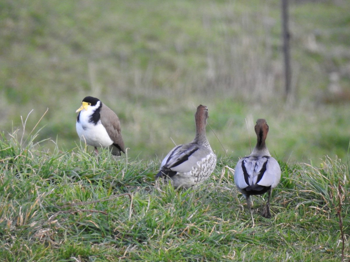 Maned Duck - ML255445941