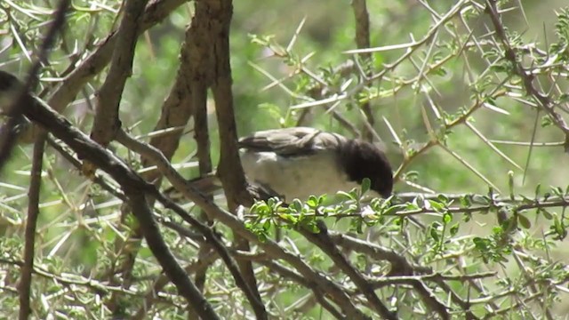 סבכי שיטים - ML255446471