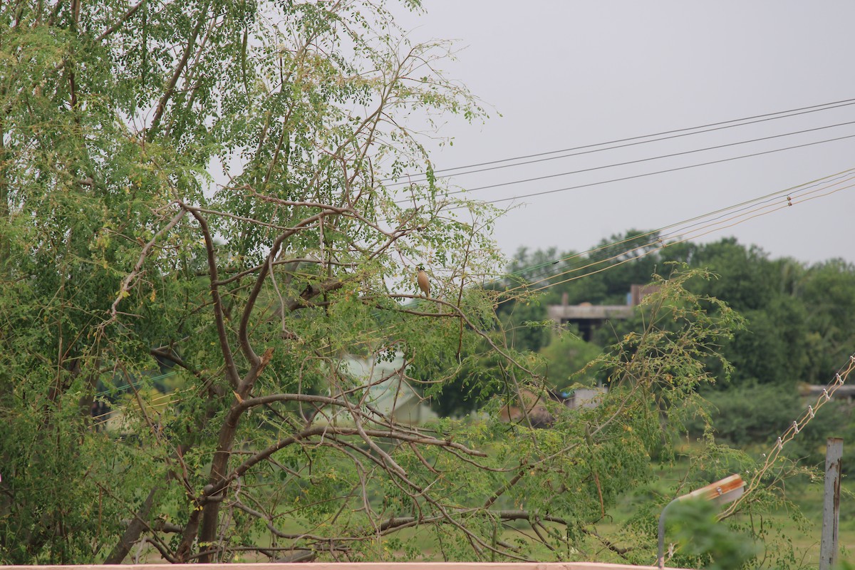 Brahminy Starling - Rajasekar S