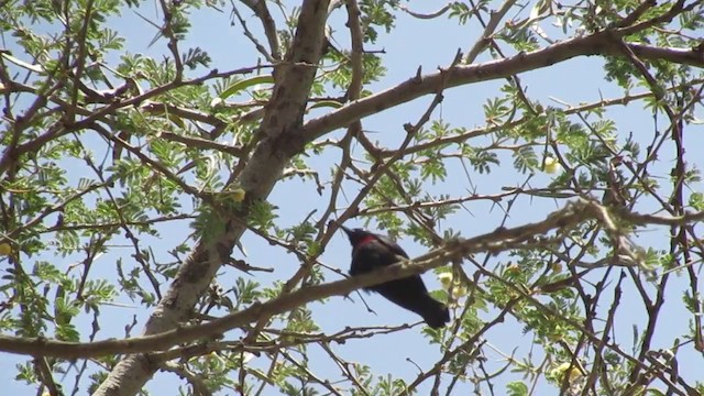 Arabian Sunbird - ML255446551