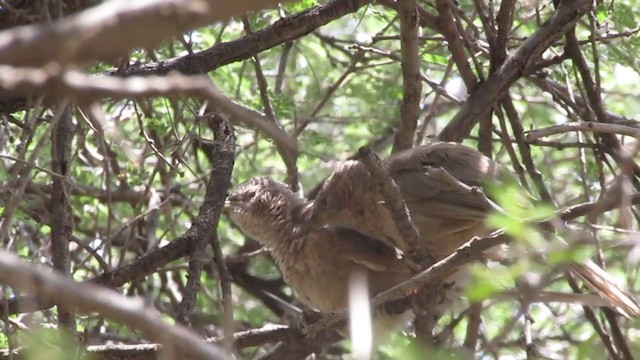 Ававийская дроздовка - ML255446781