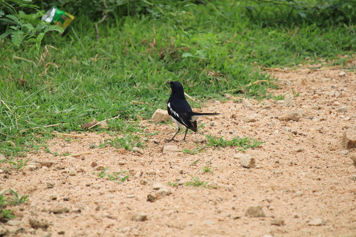 Oriental Magpie-Robin - ML255447921