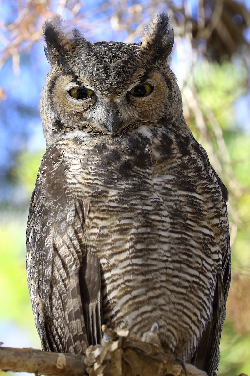 Great Horned Owl - ML255448391