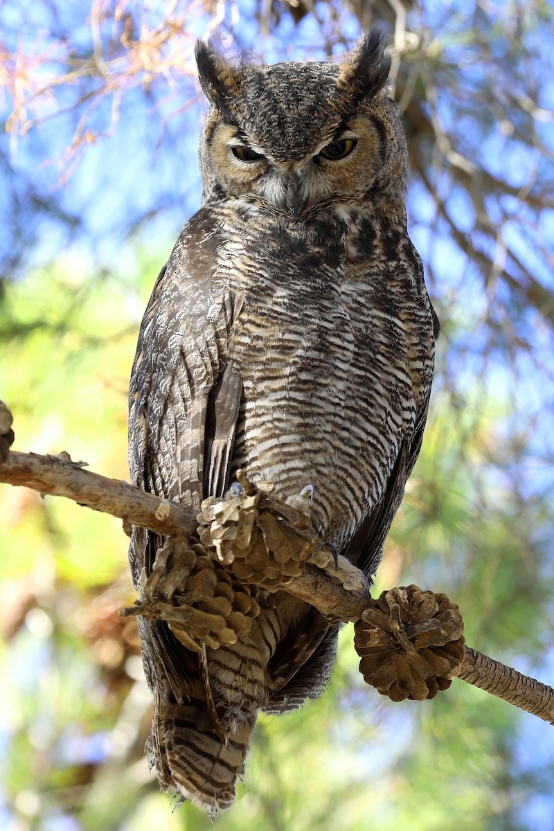 Great Horned Owl - ML255448411