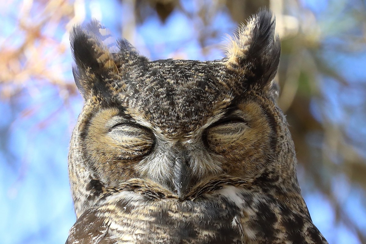 Great Horned Owl - ML255448421