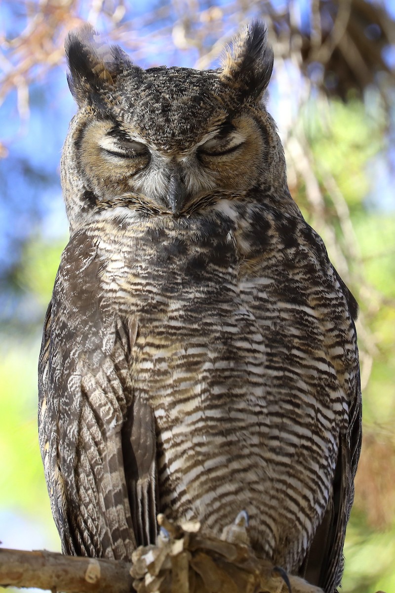 Great Horned Owl - ML255448431