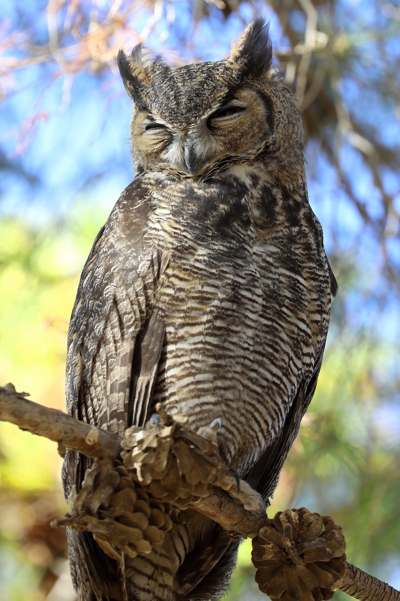 Great Horned Owl - ML255448451