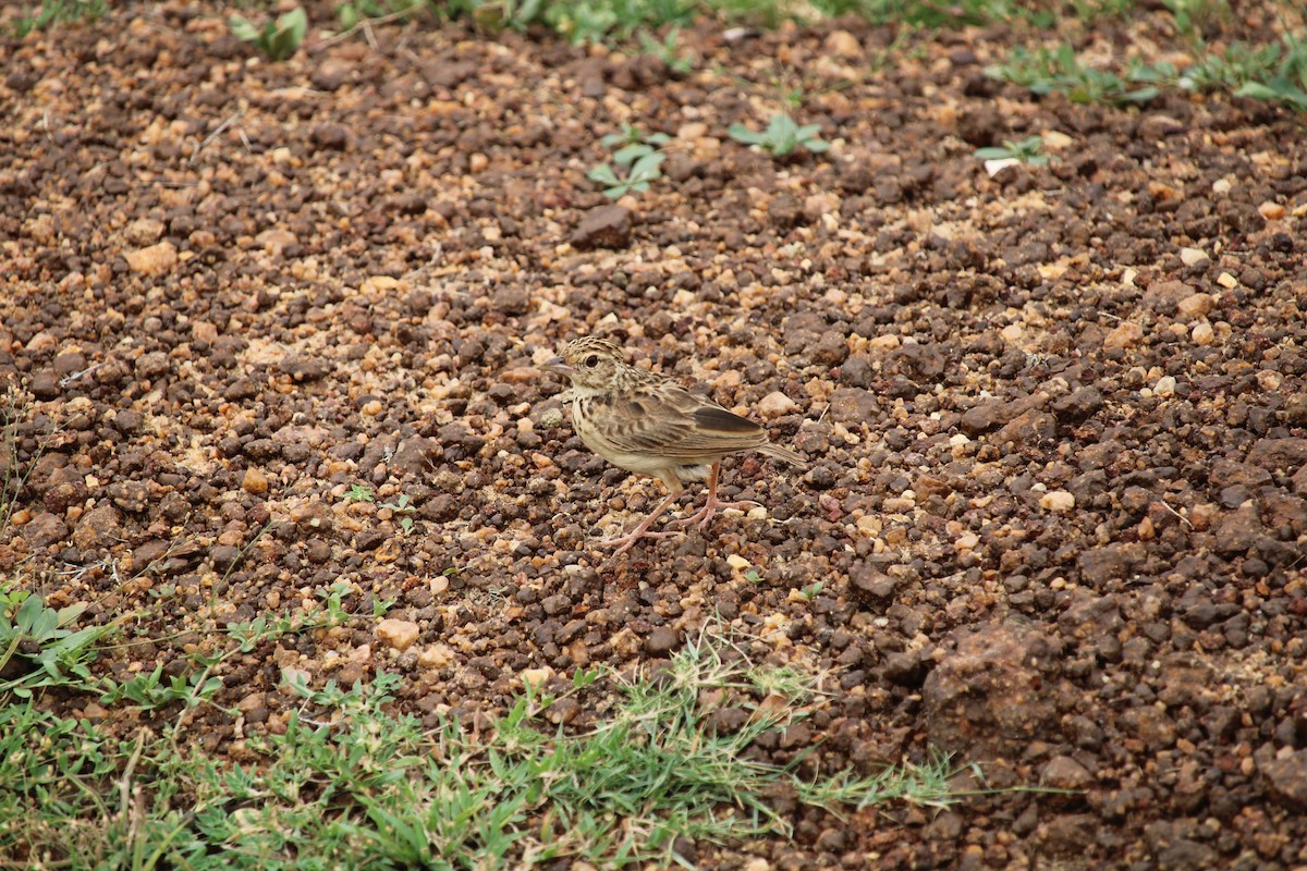 Jerdon's Bushlark - Rajasekar S