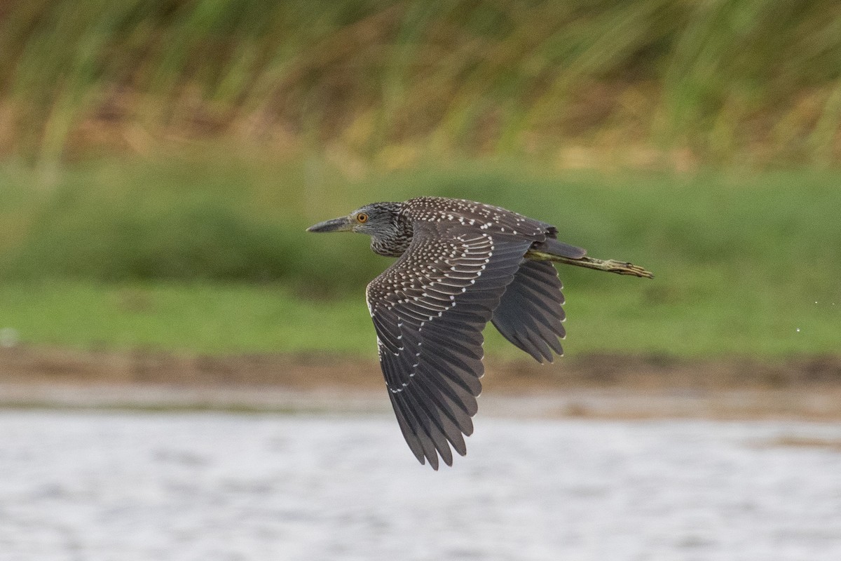 Yellow-crowned Night Heron - Victor Stoll