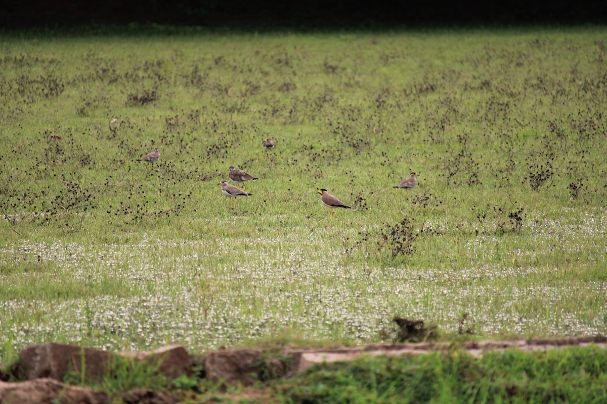 Yellow-wattled Lapwing - ML255450101