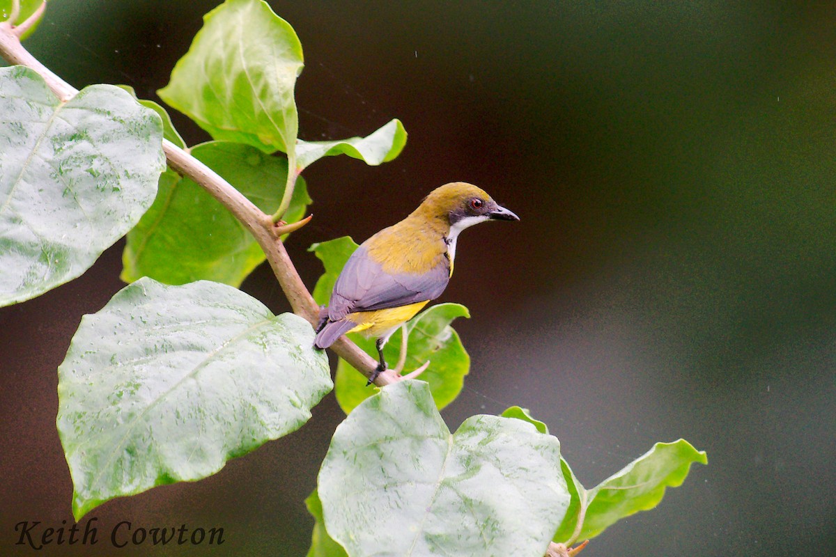 Yellow-sided Flowerpecker - Keith Cowton